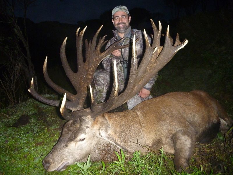 487 inch Red Stag