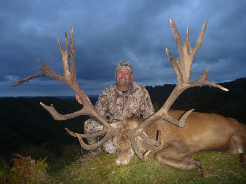 427 inches Red Stag
