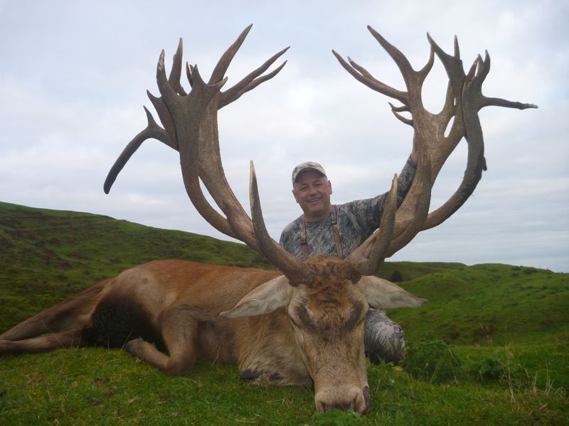 517 inches Red Stag